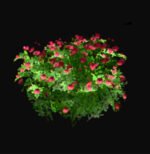 iClone Rose Bush Tree Prop β Download