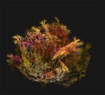 iClone Rose Bush Tree Prop β Download - Image 4