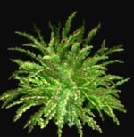iClone Rose Bush Tree Prop β Download - Image 2