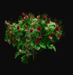 iClone Rose Bush Tree Prop β Download - Image 3