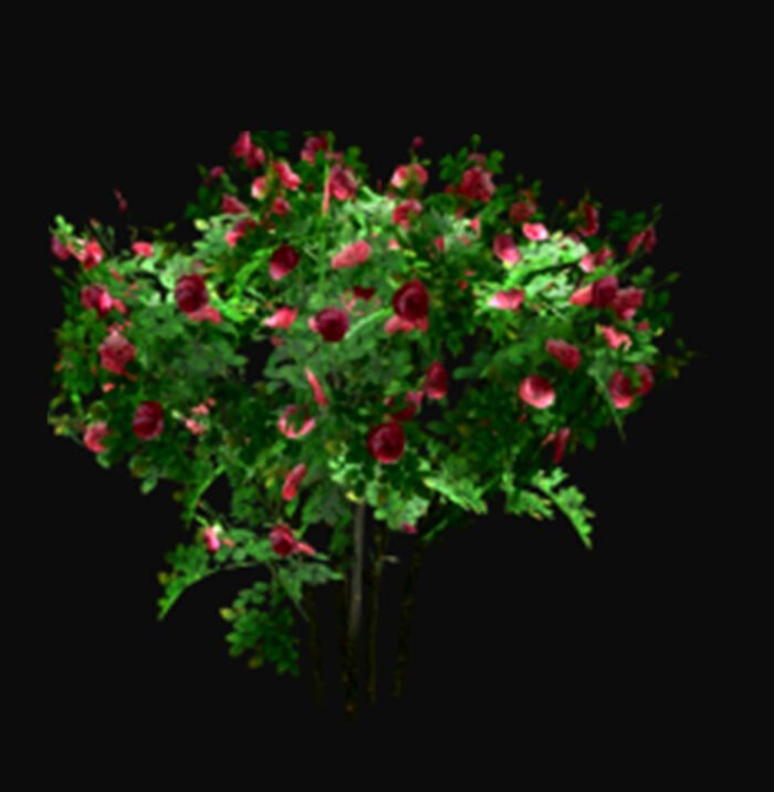 iClone Rose Bush Tree Prop – Download - Image 3